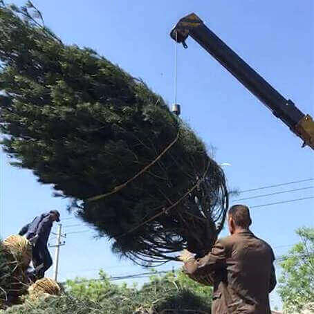 園林應用，白皮松繼續(xù)發(fā)貨中