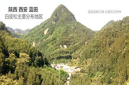藍(lán)田輞川鎮(zhèn)是原始的白皮松天然基地
