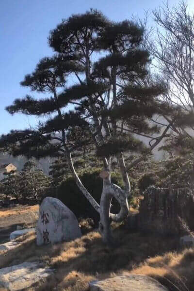 白皮松造型樹(shù)
